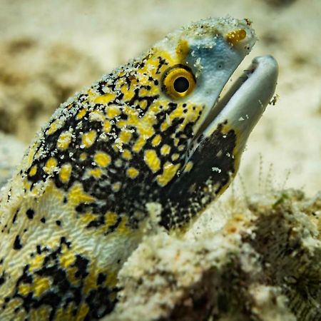 Forra Dive Resort Pattaya Beach Koh Lipe Zewnętrze zdjęcie